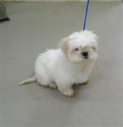 Shelter Stray Female Dog last seen RAMBLE ROSE, 232 Eslinger Way, Sanford, FL 32773, USA