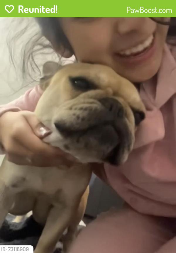 Reunited Female Dog last seen Hardcastle avenue Hanford ca, Hanford, CA 93230