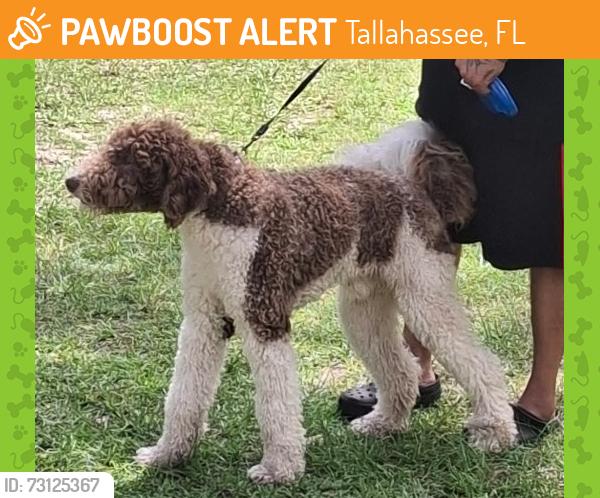 Found/Stray Male Dog last seen Hwy 319/ capital circle, Tallahassee, FL 32301
