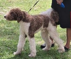 Found/Stray Male Dog last seen Hwy 319/ capital circle, Tallahassee, FL 32301