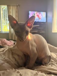 Reunited Female Cat last seen Dixie Court Apartments, Fort Lauderdale, FL 33311