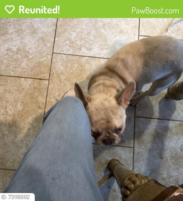 Reunited Female Dog last seen Whiterock ests, Killeen, TX 76542