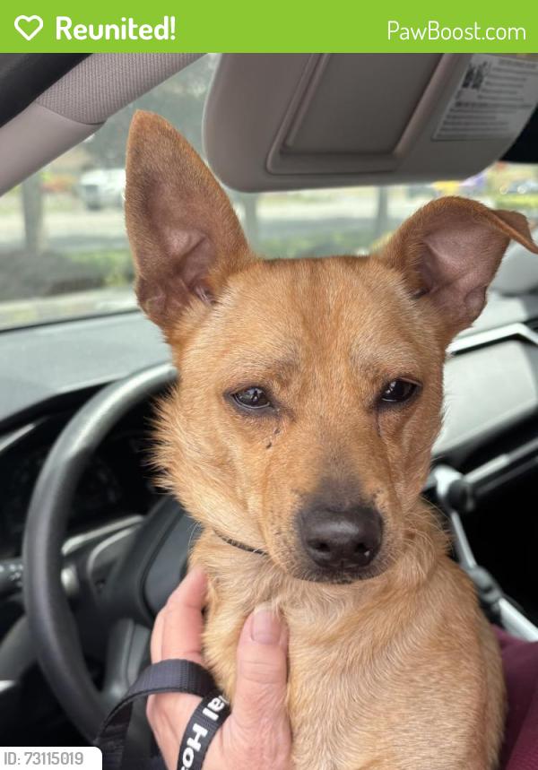 Reunited Male Dog last seen 117th St S and C street, Parkland, WA 98444