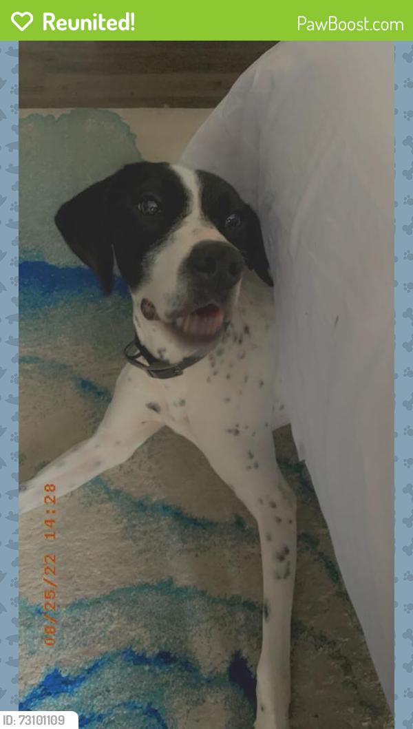 Reunited Female Dog last seen Calmont blvd, Fort Worth, TX 76116