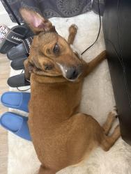 Reunited Female Dog last seen Creek mill park, Cleveland, OH 44105