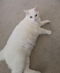 Lost Male Cat last seen St David’s Road, SK8., Cheadle Hulme, England SK8