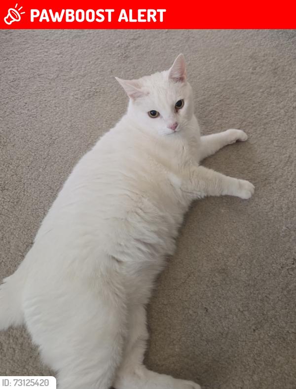Lost Male Cat last seen St David’s Road, SK8., Cheadle Hulme, England SK8