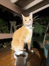 Reunited Male Cat last seen Chalk Ct. and Coffeyville Trl, Plano, TX 75023