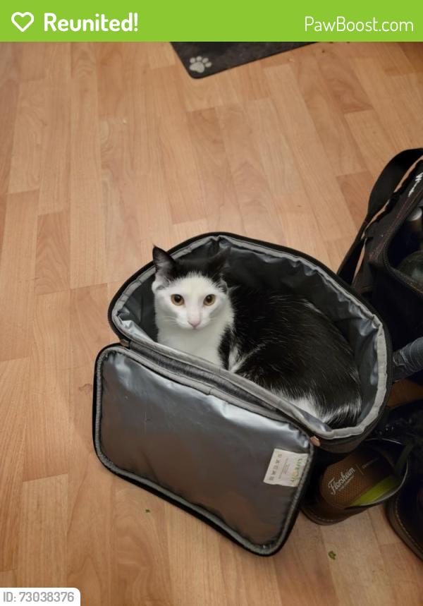Reunited Male Cat last seen Delacy Ave/Pacheco Blvd, Martinez, CA 94553, Glendora, CA 91740