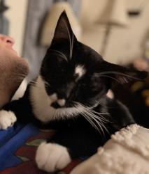 Lost Male Cat last seen Kelly Ave & 28th St, Gulfport, MS 39501