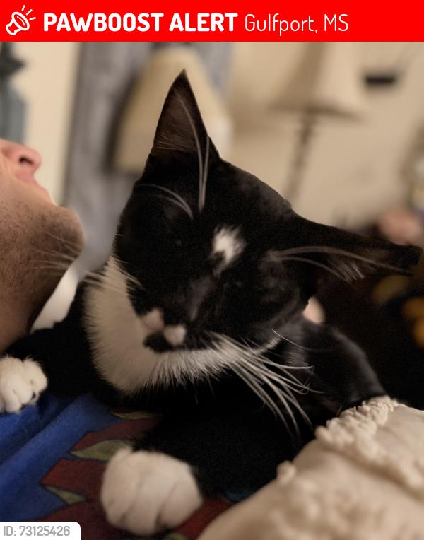 Lost Male Cat last seen Kelly Ave & 28th St, Gulfport, MS 39501