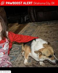 Lost Female Dog last seen On S Post Rd inbetween 59th and 74th, Oklahoma City, OK 73150