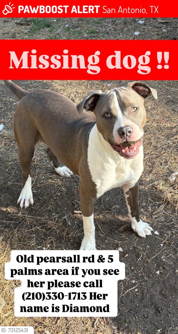 Lost Female Dog last seen Indian creek, San Antonio, TX 78242