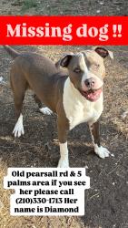 Lost Female Dog last seen Indian creek, San Antonio, TX 78242