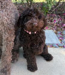 Reunited Female Dog last seen Cajun drive & laura drive, Cobb County, GA 30066