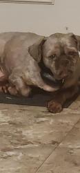 Reunited Male Dog last seen Woodstone Subdivision Starmount Ave, Charlotte, NC 28269