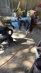 Reunited Female Dog last seen Johnston st and east oak ave, Woodland, CA 95776