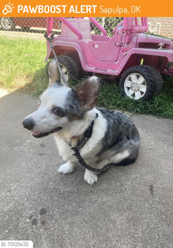 Found/Stray Female Dog last seen Poplar street and mill avenue, Sapulpa, OK 74066