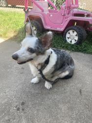 Found/Stray Female Dog last seen Poplar street and mill avenue, Sapulpa, OK 74066