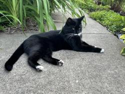 Lost Female Cat last seen Richard Secord school, Edmonton, AB 