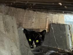 Found/Stray Unknown Cat last seen Se Holgate Blvd, Portland, OR 97206
