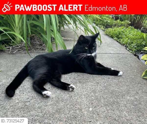 Lost Female Cat last seen Richard Secord school, Edmonton, AB 