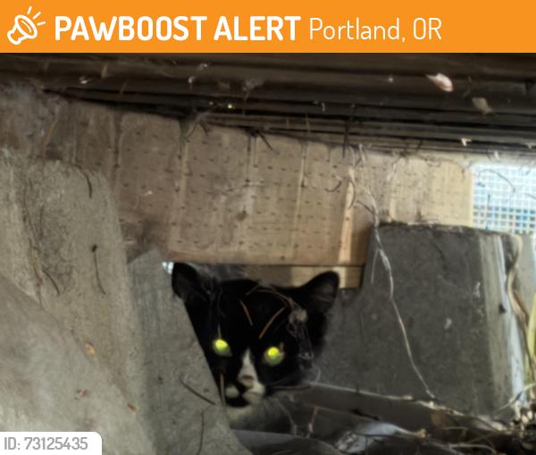 Found/Stray Unknown Cat last seen Se Holgate Blvd, Portland, OR 97206