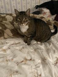 Lost Female Cat last seen Green barn next door with cows, Cobleskill, NY 12043