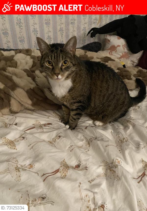 Lost Female Cat last seen Green barn next door with cows, Cobleskill, NY 12043