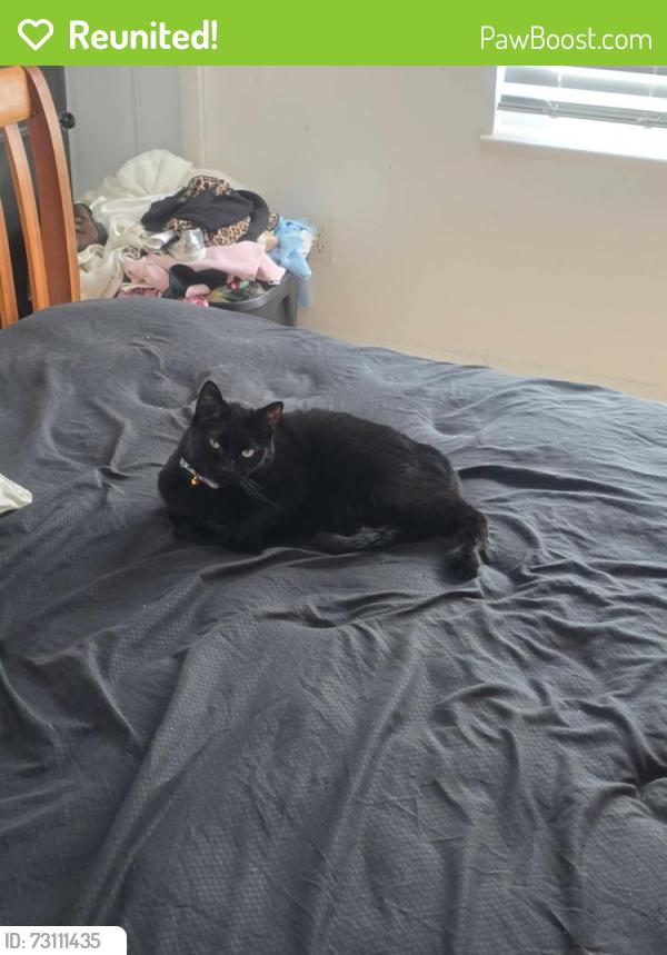 Reunited Male Cat last seen Nicklaus Dr / Watrous Dr / Barna Ave, Titusville, FL 32780