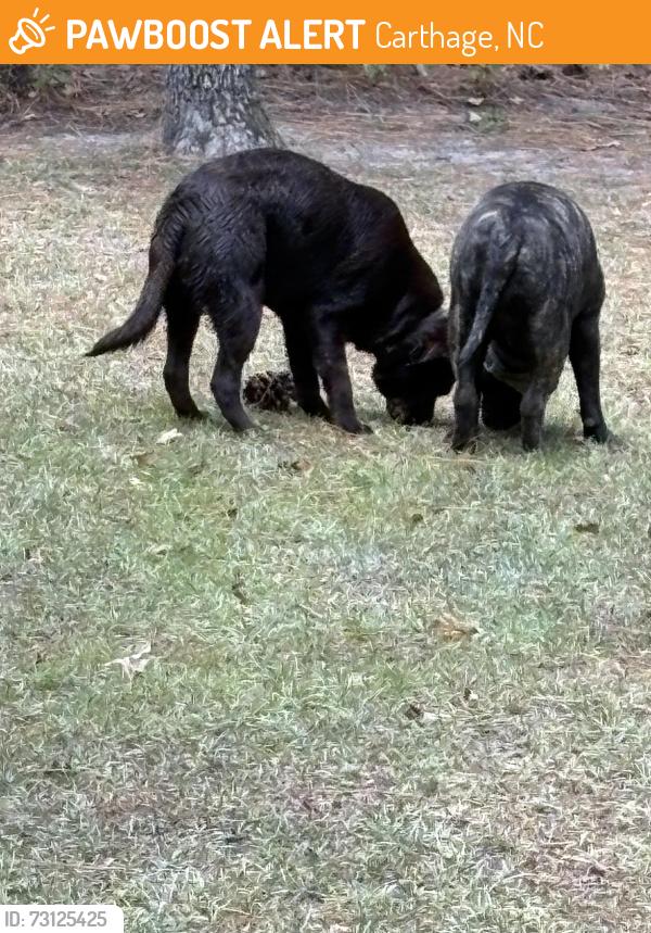 Found/Stray Female Dog last seen Vass Carthage Road, Carthage, NC 28327