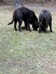 Found/Stray Female Dog last seen Vass Carthage Road, Carthage, NC 28327