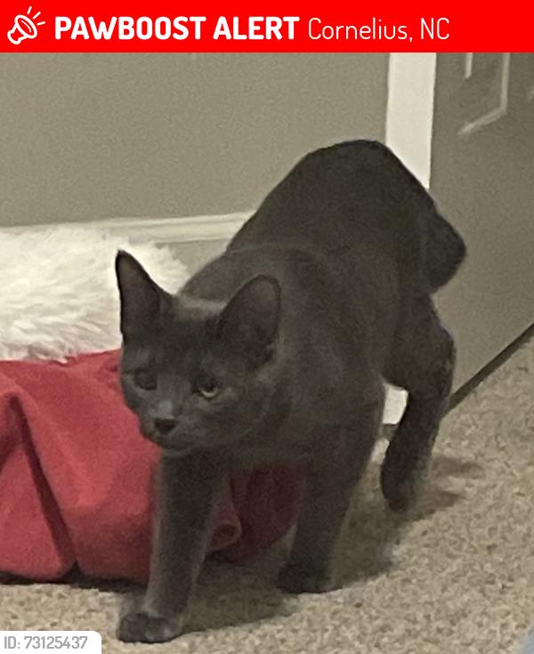 Lost Male Cat last seen Oakhurst/Glenridge, Cornelius, NC 28031