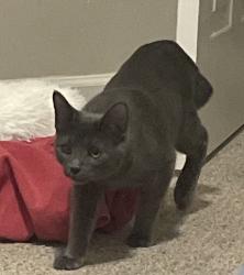 Lost Male Cat last seen Oakhurst/Glenridge, Cornelius, NC 28031