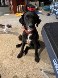 Lost Female Dog last seen Co Rd 341, Abilene, TX 79601