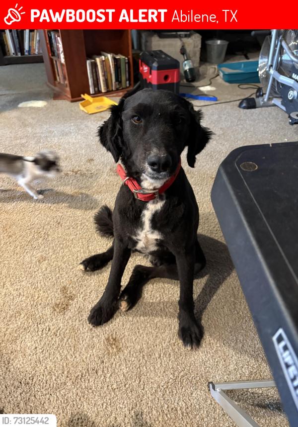 Lost Female Dog last seen Co Rd 341, Abilene, TX 79601