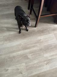 Lost Female Dog last seen Nevins area, Charlotte, NC 28269