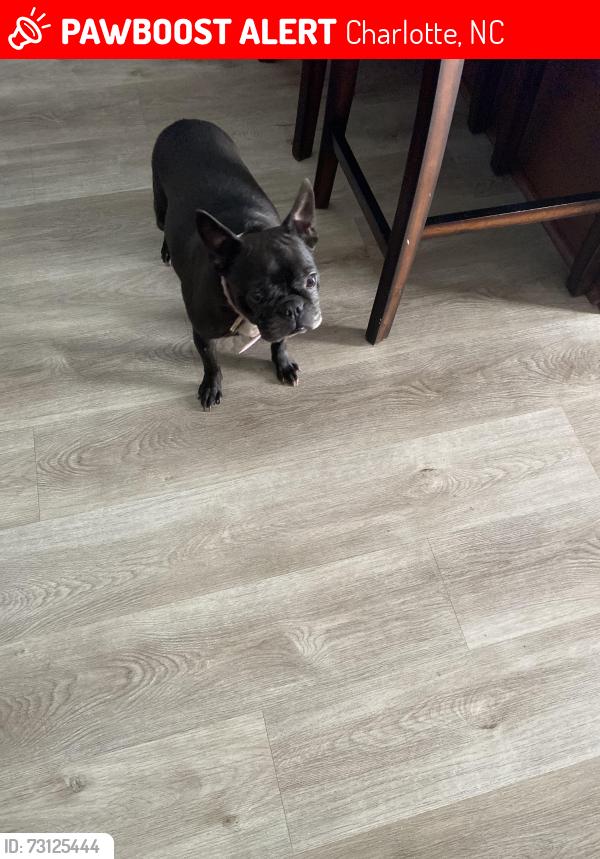 Lost Female Dog last seen Nevins area, Charlotte, NC 28269