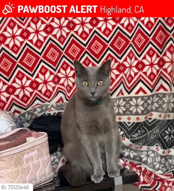 Lost Female Cat last seen Peidmont, Highland, CA 92346