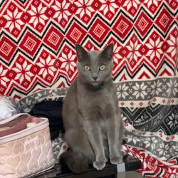Lost Female Cat last seen Peidmont, Highland, CA 92346