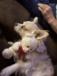 Reunited Male Dog last seen School called blue hills, Independence, MO 64056