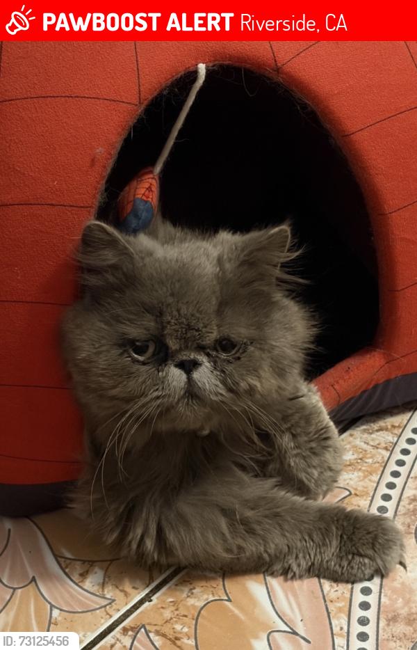 Lost Male Cat last seen La sierra, Riverside, CA 92505