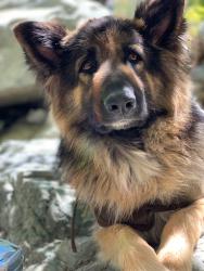 Lost Male Dog last seen Planet rd, Lucerne Valley, CA 92356