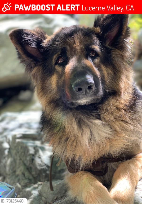 Lost Male Dog last seen Planet rd, Lucerne Valley, CA 92356