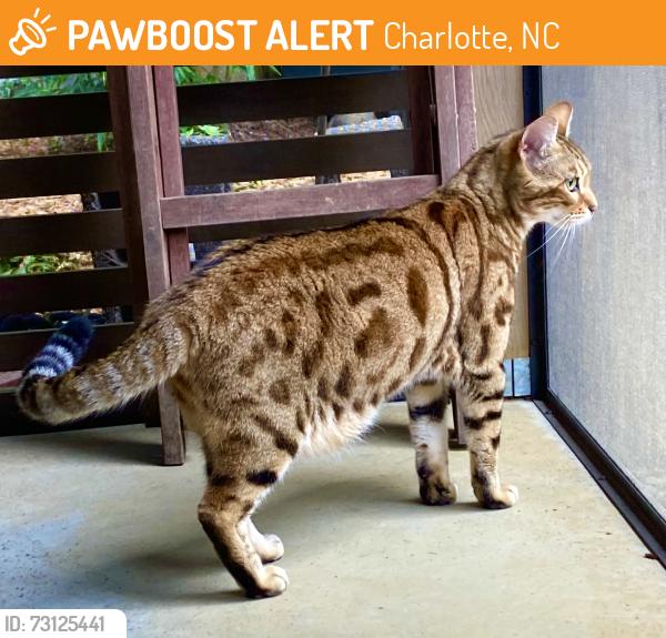 Found/Stray Unknown Cat last seen Thomas Ave and Chestnut, Charlotte, NC 28205