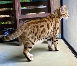 Found/Stray Unknown Cat last seen Thomas Ave and Chestnut, Charlotte, NC 28205