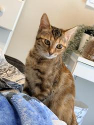 Reunited Female Cat last seen Fannin farms, Arlington, TX 76001