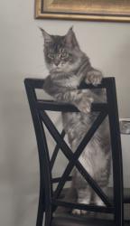 Reunited Male Cat last seen Republican and Harrison, Seattle, WA 98109