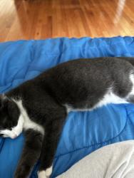 Lost Female Cat last seen By Horseheads fire station , broad st, Taylor ave, Horseheads, NY 14845