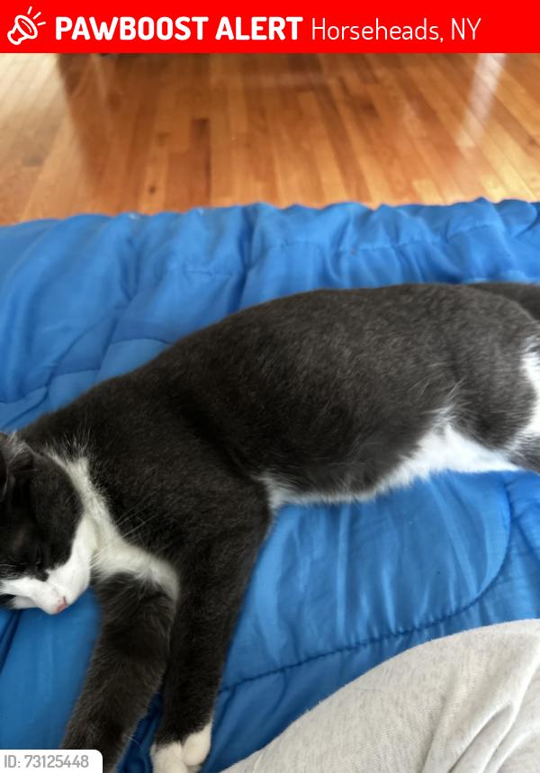 Lost Female Cat last seen By Horseheads fire station , broad st, Taylor ave, Horseheads, NY 14845